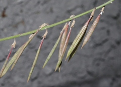 Astragalus lonchocarpus