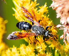 Tachytes guatemalensis