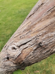 Syringa