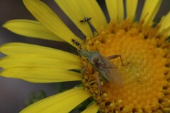 Harmostes reflexulus