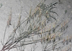 Astragalus lonchocarpus