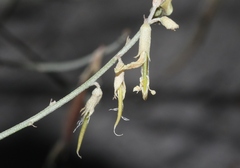 Astragalus lonchocarpus