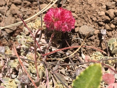 Eriogonum ovalifolium rubidum