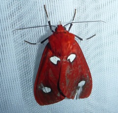 Hyperthaema sanguineata