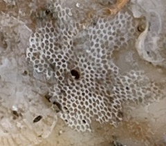 Bryozoa