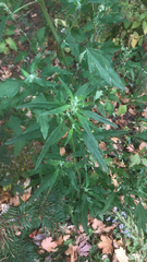 Chenopodium album