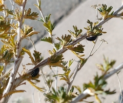 Altica obliterata