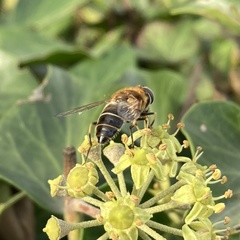 Eristalis pertinax