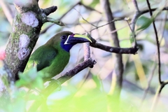 Aulacorhynchus prasinus