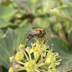 Eristalis pertinax