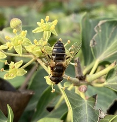 Eristalis pertinax