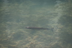 Squalius cephalus