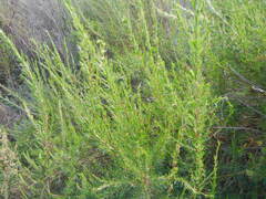 Cliffortia strobilifera