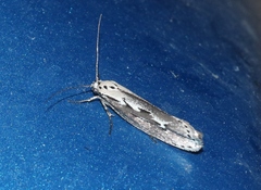 Ethmia discostrigella