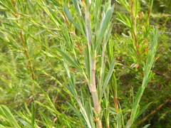 Cliffortia strobilifera