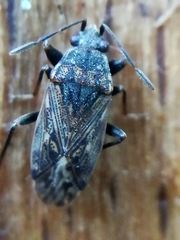 Peritrechus gracilicornis