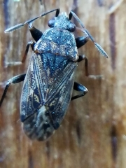 Peritrechus gracilicornis