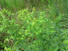 Euphorbia semivillosa