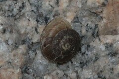 Oreohelix