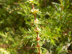 Cliffortia strobilifera