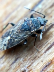 Peritrechus gracilicornis