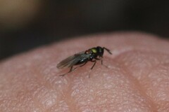 Encyrtinae