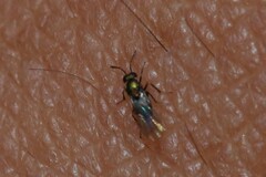 Encyrtinae