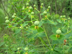 Euphorbia semivillosa