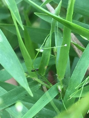 Dichanthelium dichotomum