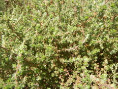 Cliffortia polygonifolia