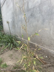 Petiveria alliacea