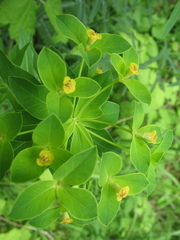 Euphorbia semivillosa