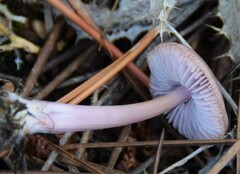 Mycena pura