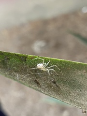 Peucetia rubrolineata