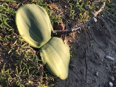 Haemanthus coccineus