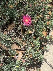 Ruschieae