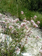 Asperula cynanchica