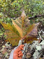 Platanus occidentalis