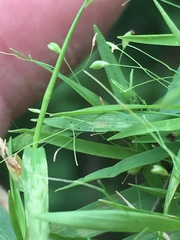 Dichanthelium dichotomum
