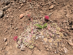 Eriogonum ovalifolium rubidum