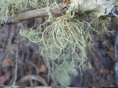 Usnea florida