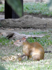 Dasyprocta variegata