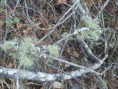 Usnea florida