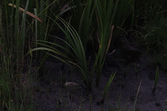 Iris missouriensis