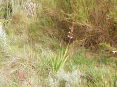 Watsonia borbonica