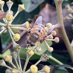 Eristalis tenax
