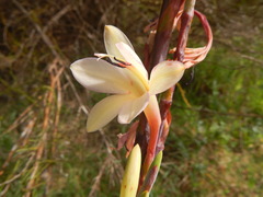 Watsonia borbonica