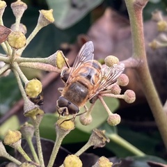 Eristalis tenax