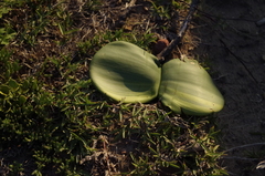 Haemanthus coccineus
