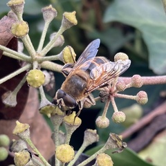 Eristalis tenax